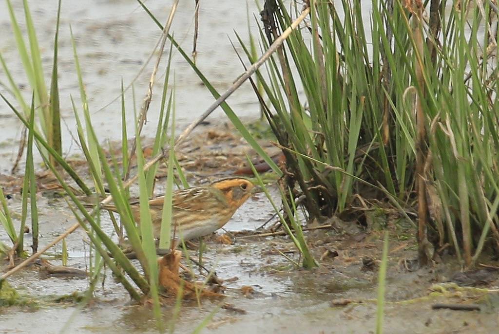 Nelson's Sparrow (Interior) by seabamirum is licensed under CC BY 2.0.